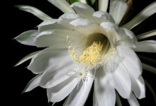 《以托拉姆物语》坦花魔攻略（坦花魔打法详解，让你轻松获得胜利！）