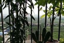灵妖记伙伴收集方法大全（玩家必看的灵妖记伙伴获取攻略）